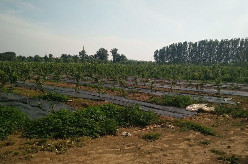 無土栽培，無土栽培技術，無土栽培設備