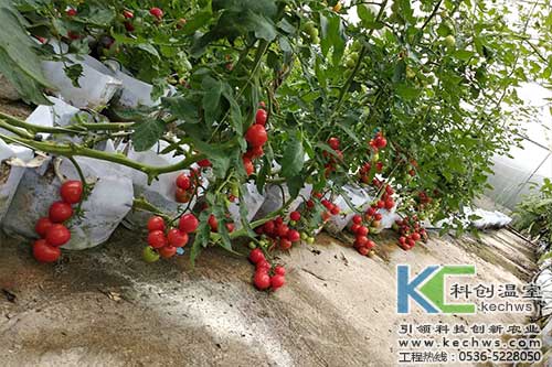 無土栽培，無土栽培技術，無土栽培設備