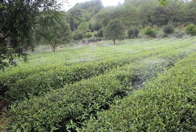 無土栽培，無土栽培技術，無土栽培設備