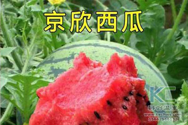 無土栽培，無土栽培技術，無土栽培設備