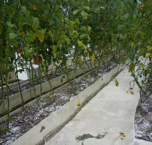 無土栽培，無土栽培技術，無土栽培設備