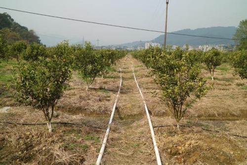 無土栽培，無土栽培技術，無土栽培設備